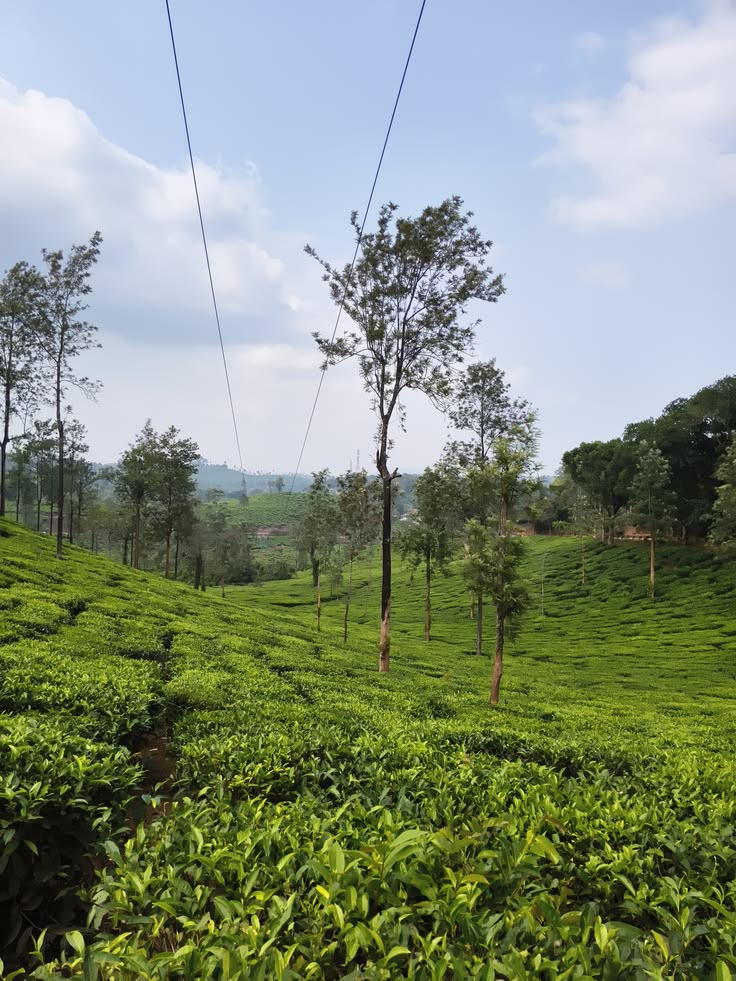 Wayanad Detail View 1